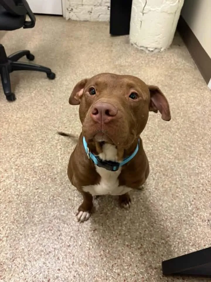 An adult medium-sized male Brown / Chocolate Pit Bull Terrier dog named Paxton for adoption in Chicago, IL