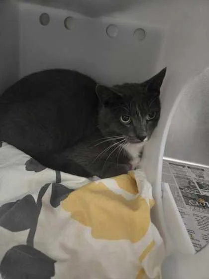 An adult medium-sized male Domestic Short Hair cat named Earl for adoption in Sevierville, TN