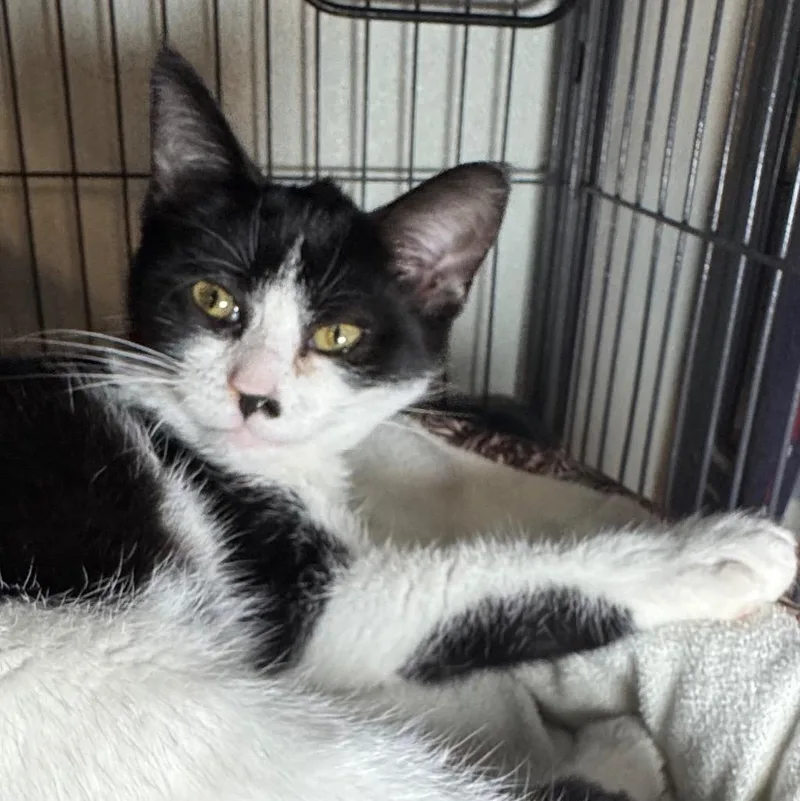 A baby medium-sized female Domestic Short Hair cat named Vaughn for adoption in Saginaw, MI