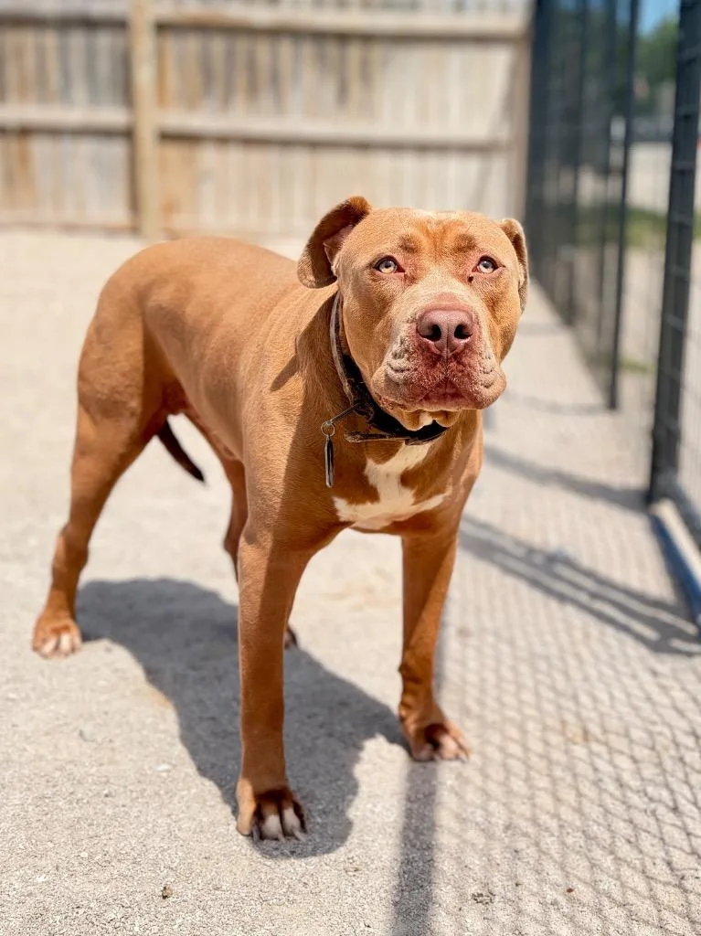 An adult large-sized male Mixed Breed dog named Odie for adoption in Muskegon, MI