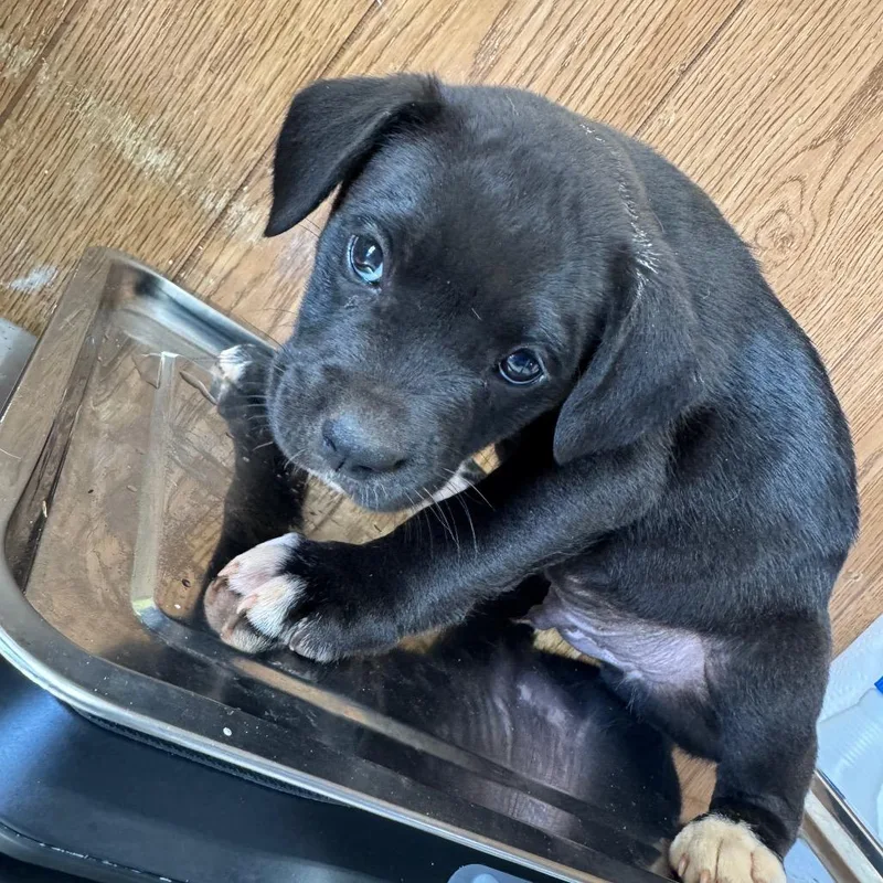 A baby small-sized male Black Mixed Breed dog named Soldier for adoption in Columbiana, AL