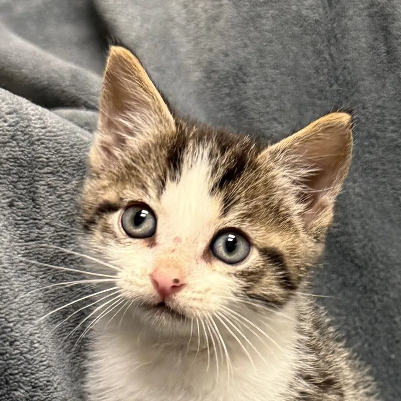 A baby medium-sized male Domestic Short Hair cat named Cuckoo for adoption in Brenham, TX