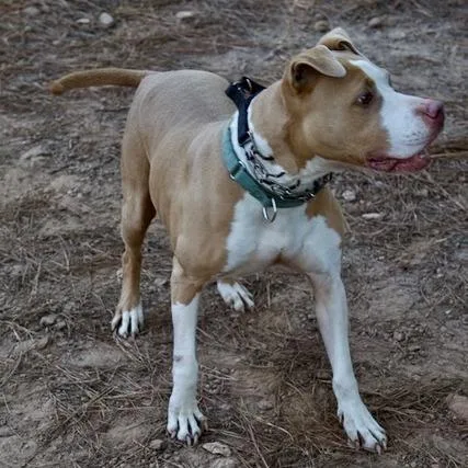 Livewire thumbnail 2