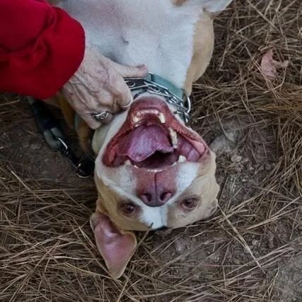 Livewire thumbnail 4