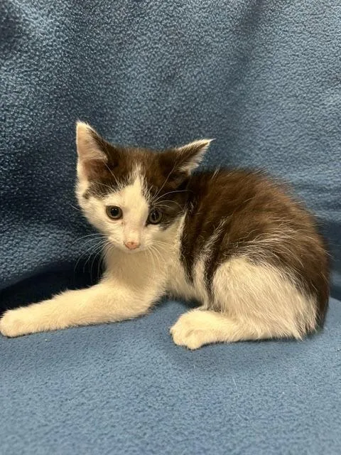 A young small-sized female Black & White / Tuxedo Domestic Short Hair cat named Tatum for adoption in Webster City, IA