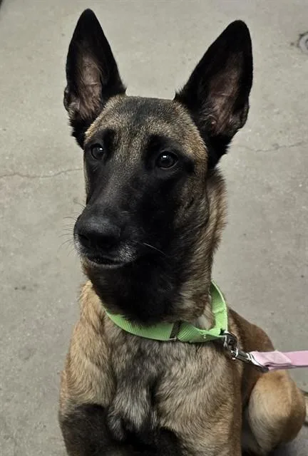 An adult medium-sized female Belgian Shepherd / Malinois dog named Morgana for adoption in Tucson, AZ