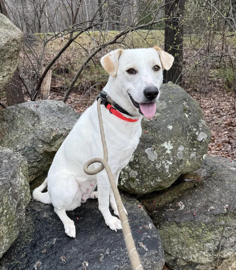 An adult large-sized female Yellow Labrador Retriever dog named Lily Athens for adoption in Rockaway, NJ