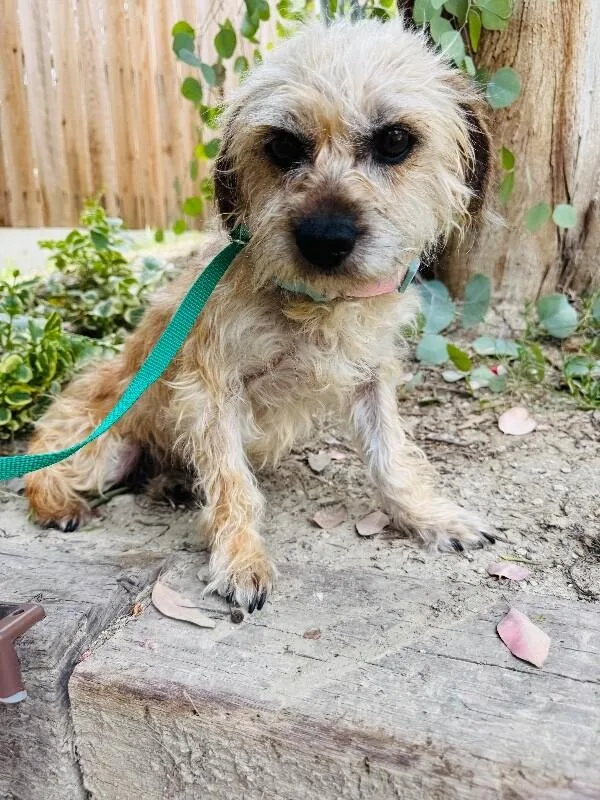 An adult small-sized female Yellow / Tan / Blond / Fawn Yorkshire Terrier dog named Violet for adoption in Valley Village, CA