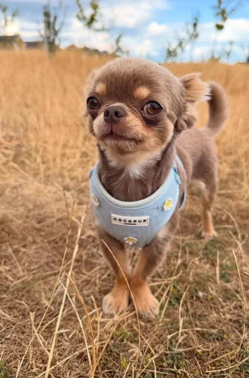 A young large-sized female Chihuahua dog named Bubbles for adoption in San Antonio, TX