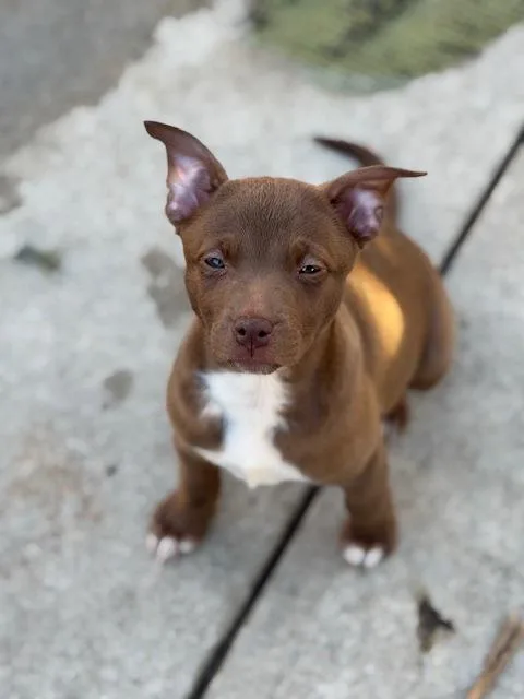 A baby medium-sized female Mixed Breed dog named Velma for adoption in Burbank, CA