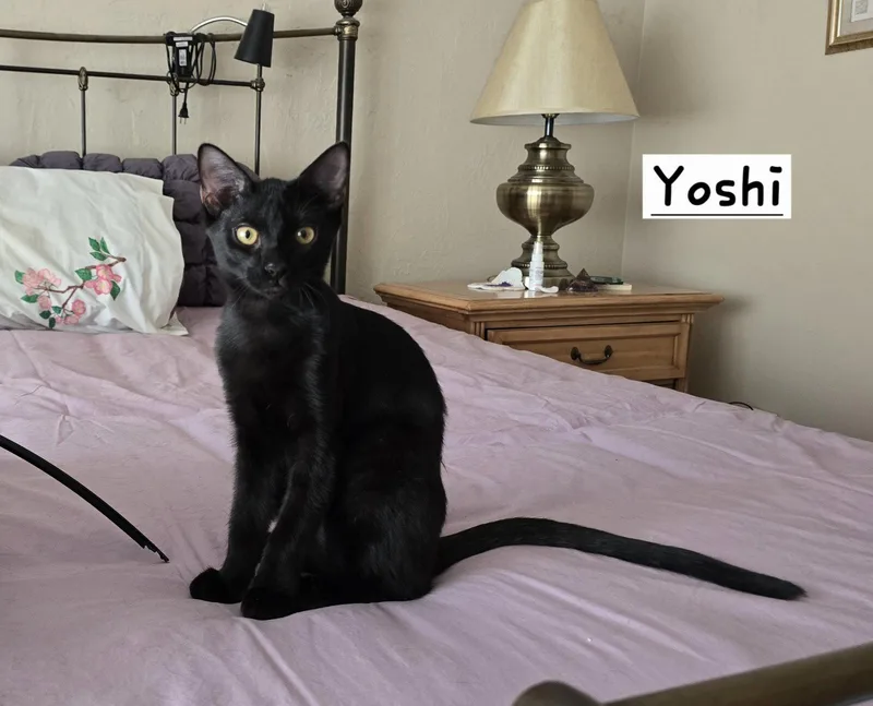 A young medium-sized male Black Domestic Short Hair cat named Yoshi for adoption in Boynton Beach, FL