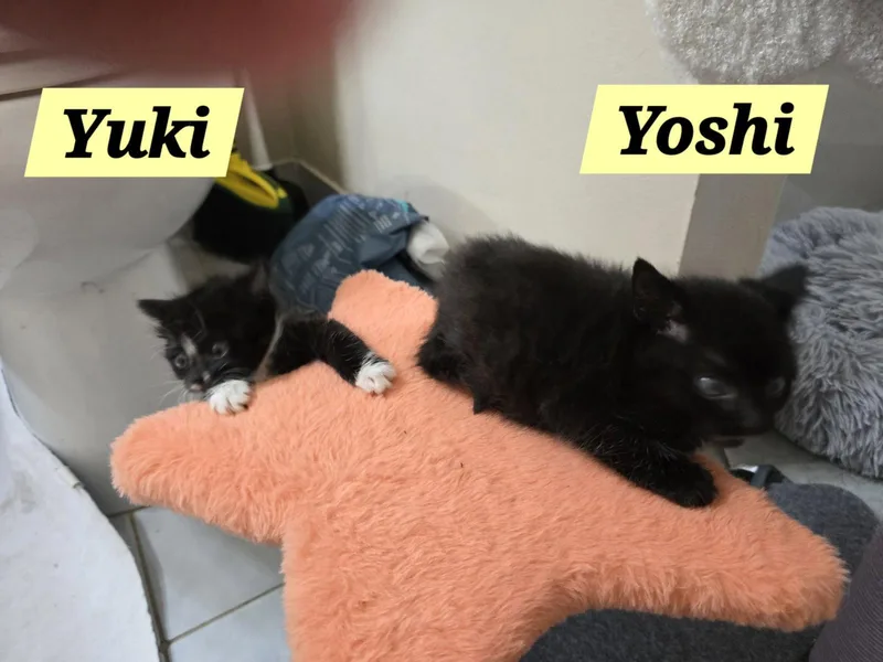 Yoshi thumbnail 2