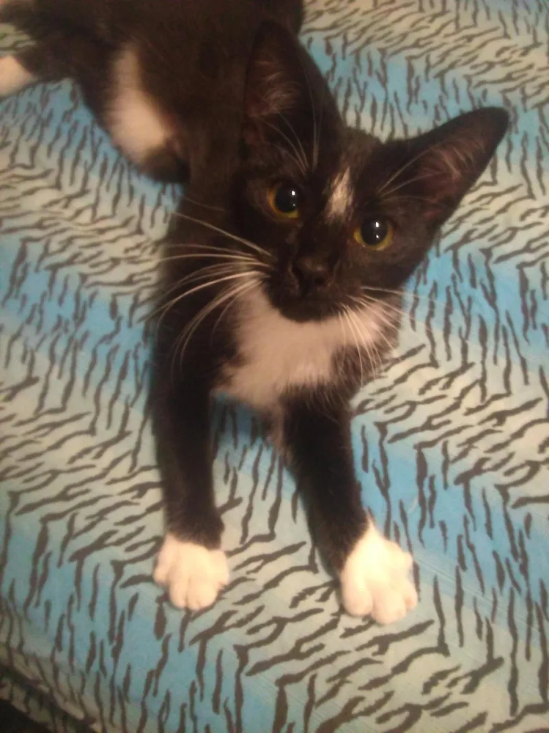 A young large-sized female Black & White / Tuxedo Tuxedo cat named Flower for adoption in Scotland Neck, NC