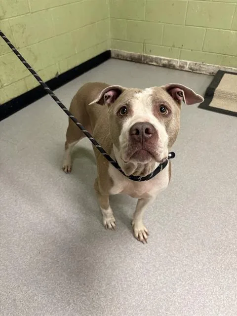 An adult large-sized female Pit Bull Terrier dog named Venus for adoption in Indianapolis, IN