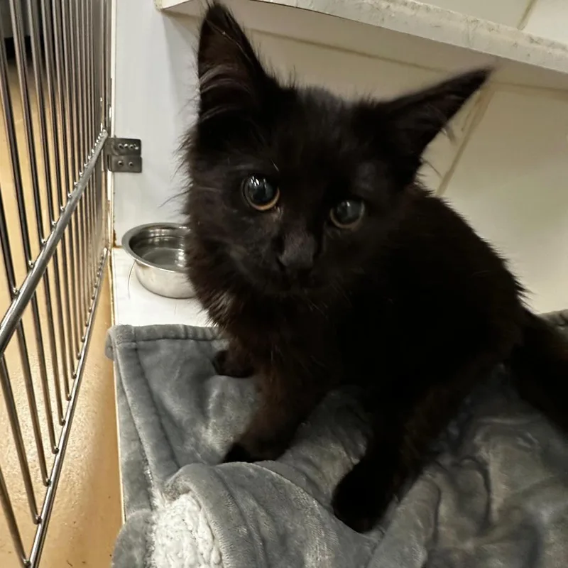 A baby small-sized female Black Domestic Medium Hair cat named Novella for adoption in Gadsden, AL