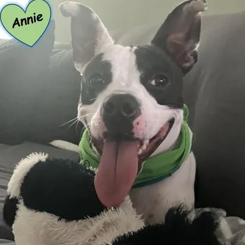 Annie thumbnail 3