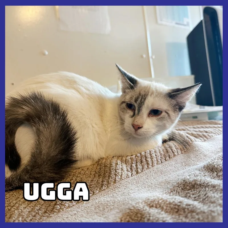A baby small-sized female Cream / Ivory Siamese cat named Ugga for adoption in Glenwood, MN