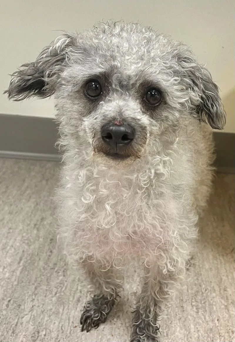 An adult small-sized male Gray / Blue / Silver Miniature Poodle dog named Smokey for adoption in Belmont, NY