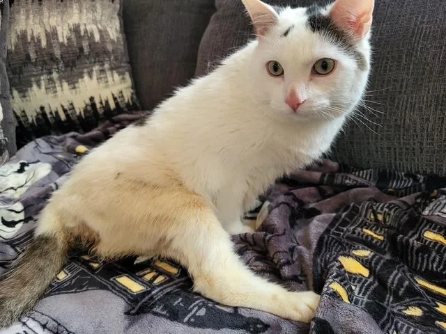 A young medium-sized female Domestic Medium Hair cat named Theia for adoption in North Kingstown, RI