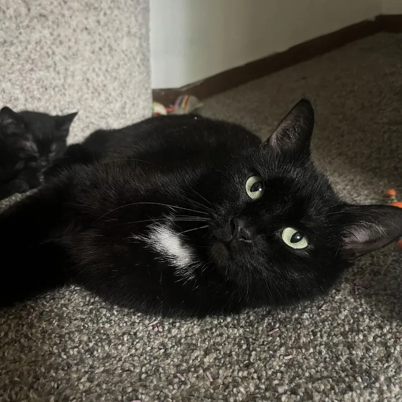 An adult medium-sized female Black Domestic Short Hair cat named Snowbell for adoption in Medina, OH