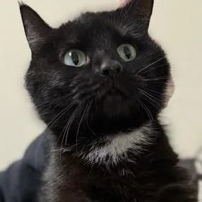 Snowbell thumbnail 2