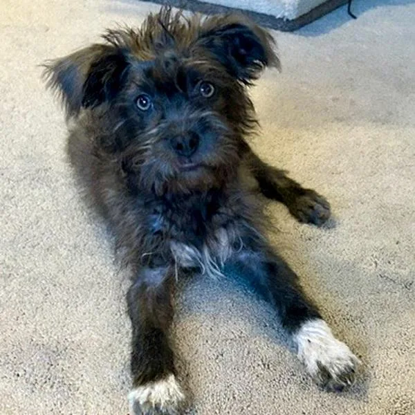 A baby small-sized male Terrier dog named Mullein for adoption in Des Moines, IA