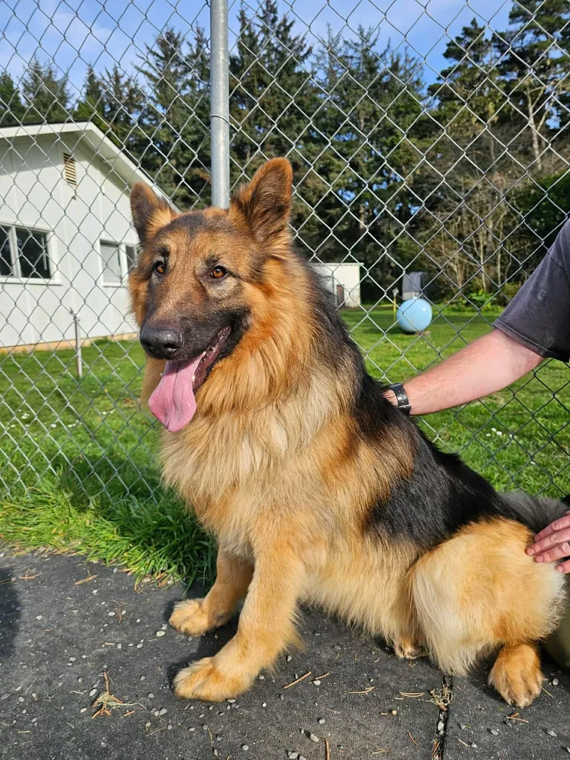 An adult large-sized male Golden German Shepherd Dog dog named Shaggy for adoption in Battle Ground, WA