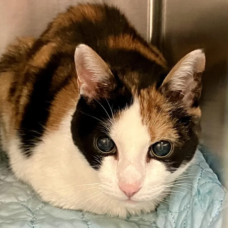 An adult medium-sized female Calico Domestic Short Hair cat named Valentine for adoption in Port Charlotte, FL