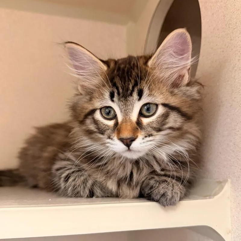 A baby small-sized female Domestic Short Hair cat named Eclair for adoption in Pagosa Springs, CO