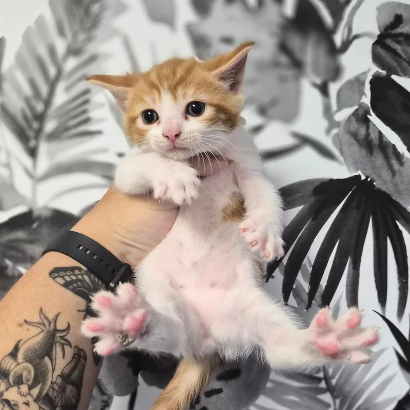A baby small-sized male Orange / Red Domestic Short Hair cat named Pumpkin for adoption in Wahiawa, HI
