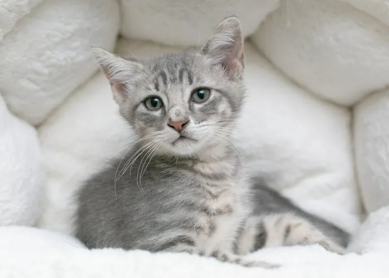 A baby medium-sized male Gray / Blue / Silver Domestic Short Hair cat named Professor X for adoption in Sedalia, CO