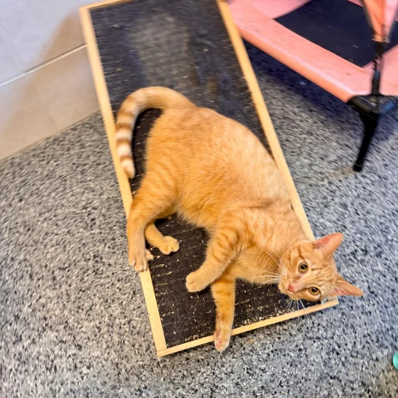 An adult small-sized male Orange / Red Domestic Short Hair cat named Lloyd for adoption in Mondovi, WI