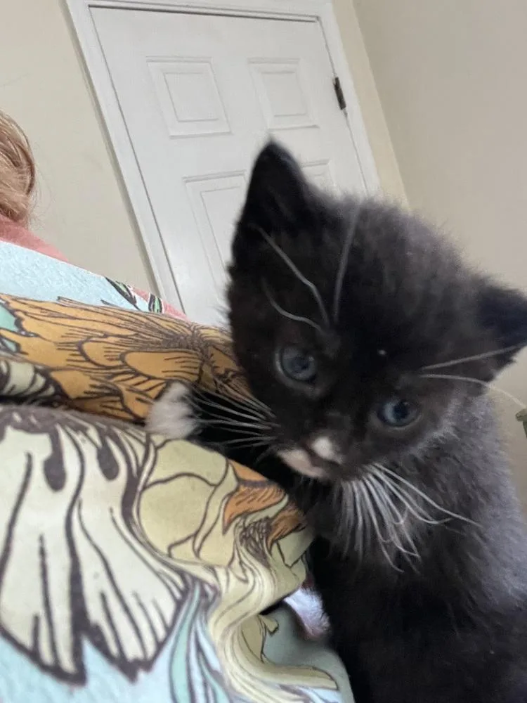 A baby small-sized female Black & White / Tuxedo Domestic Short Hair cat named Gurt for adoption in Virginia Beach, VA