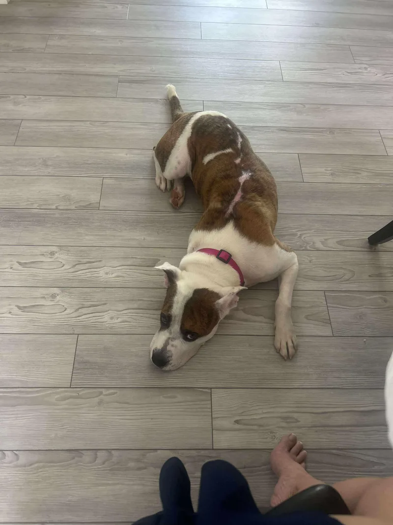 An adult large-sized female Pit Bull Terrier dog named Aggie for adoption in Stahlstown, PA