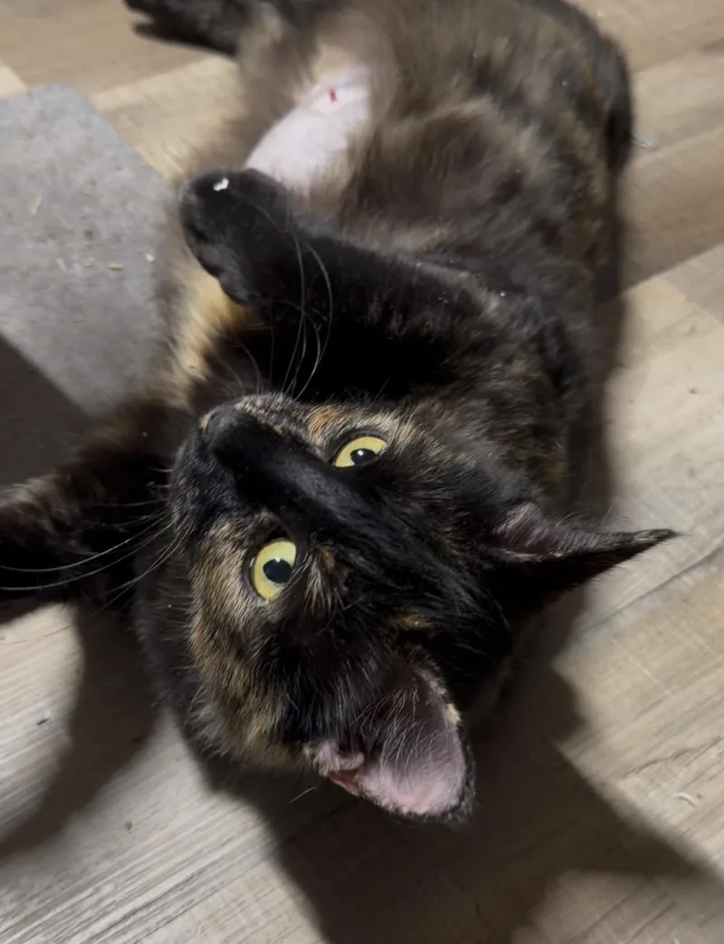 Gretchen thumbnail 2