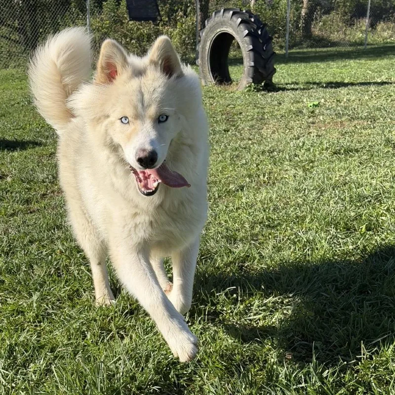 An adult large-sized male White / Cream Husky dog named Tofu for adoption in Marshalltown, IA