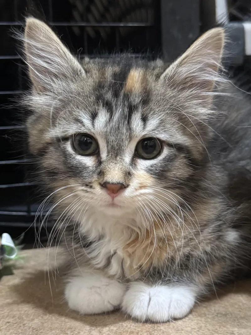 Delilah