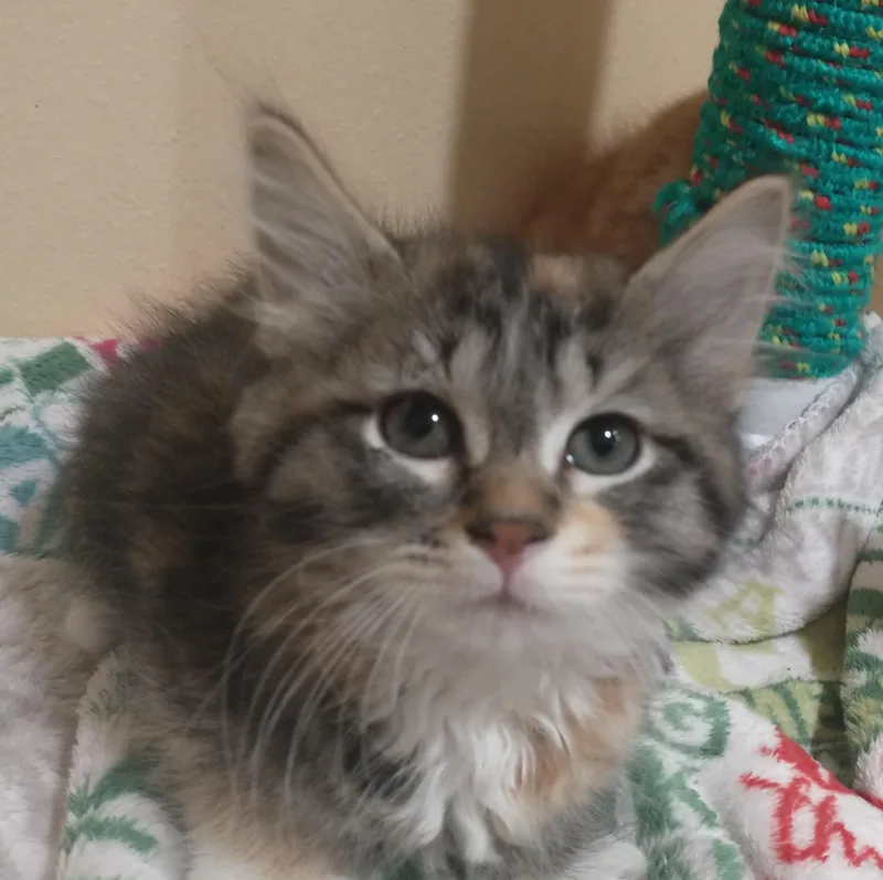 Delilah thumbnail 2