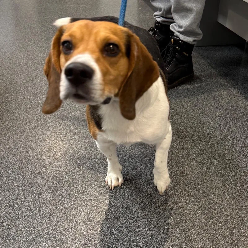 An adult medium-sized male Beagle dog named Skippy for adoption in Allentown, PA