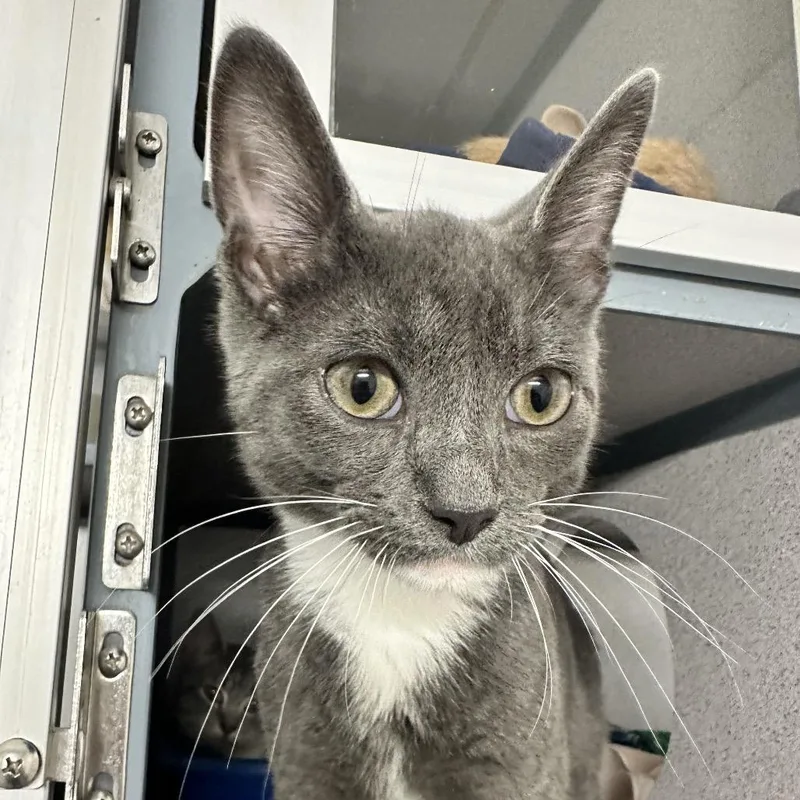 A baby small-sized male Gray / Blue / Silver Domestic Short Hair cat named Harry for adoption in Evansville, IN