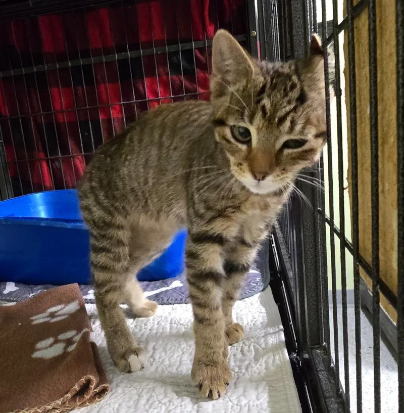 A baby medium-sized female Domestic Short Hair cat named Firestone for adoption in Auburn, IN