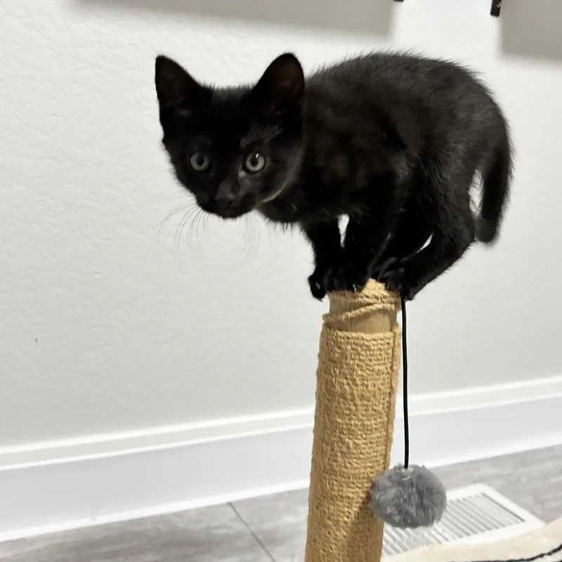 A baby small-sized female Black Domestic Short Hair cat named Wanda for adoption in Commerce City, CO