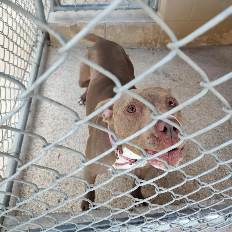 An adult small-sized female Yellow / Tan / Blond / Fawn Pit Bull Terrier dog named Tasha for adoption in Newport, NC
