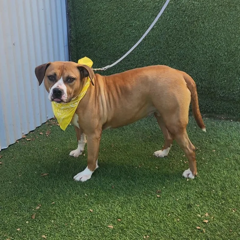An adult medium-sized female Brown / Chocolate Black Mouth Cur dog named Mazi for adoption in Oak Point, TX