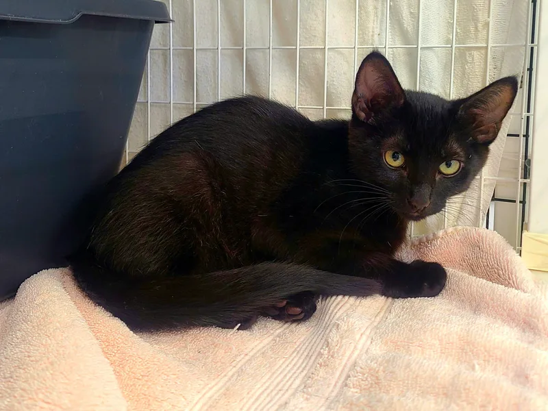 A baby medium-sized male Black Domestic Short Hair cat named Chassi & Chevy for adoption in Kirkland, WA