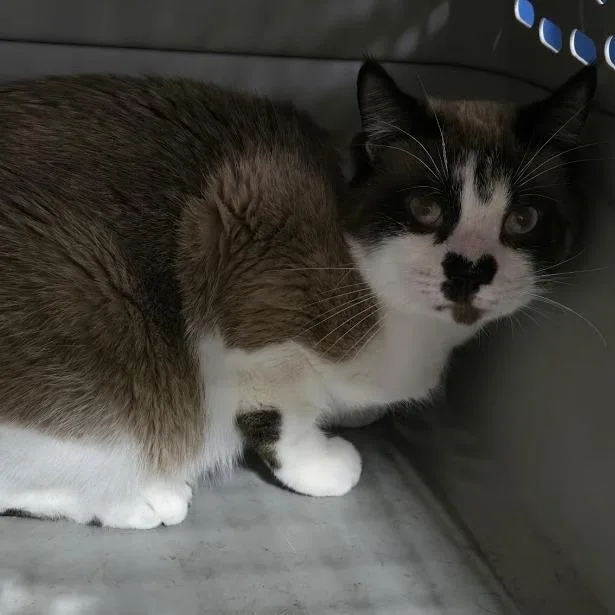 An adult small-sized female Buff / Tan / Fawn Snowshoe cat named Belinda for adoption in Sioux Falls, SD
