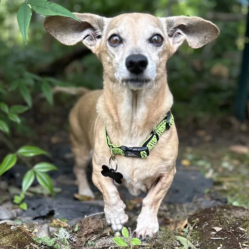 Buddy Aka Batman thumbnail 2