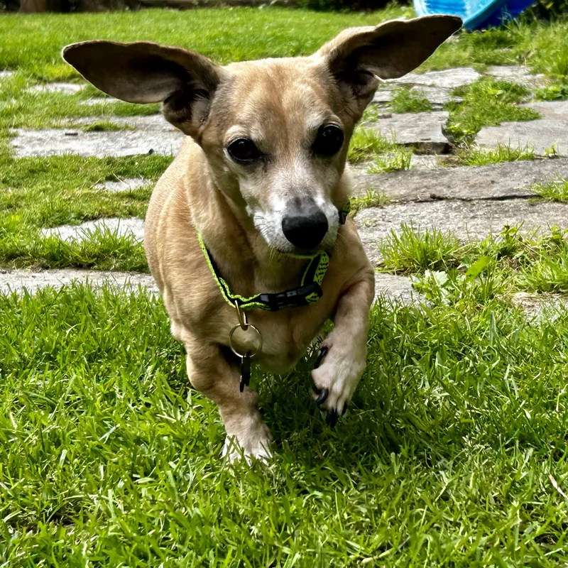 Buddy Aka Batman thumbnail 3