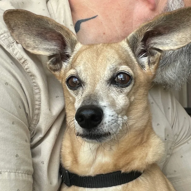 Buddy Aka Batman thumbnail 4