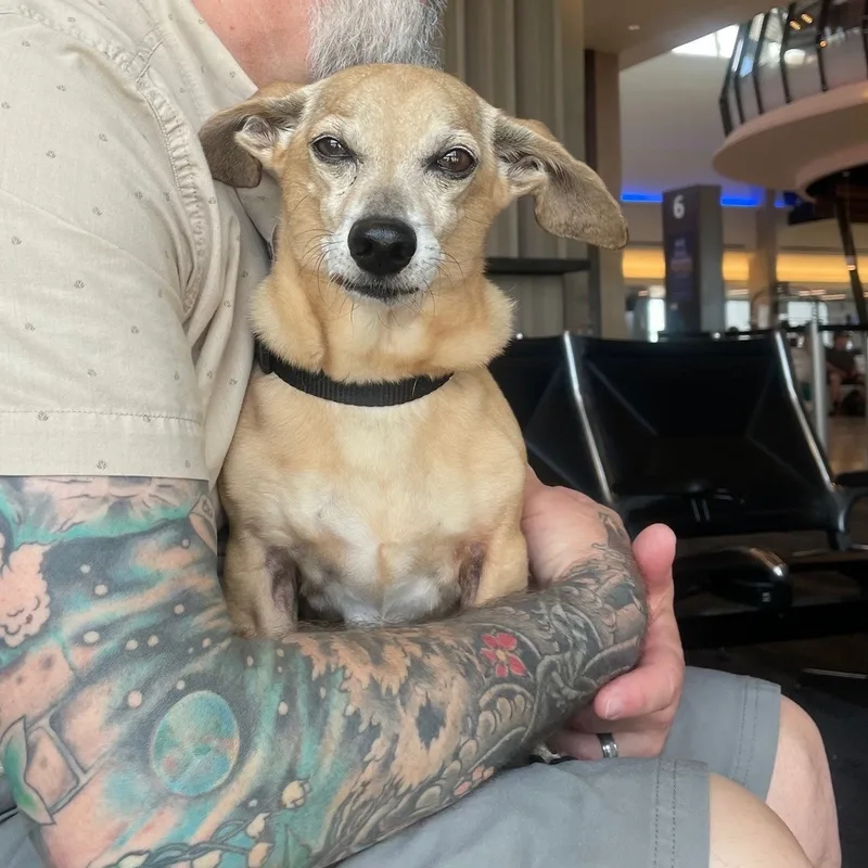 Buddy Aka Batman thumbnail 5